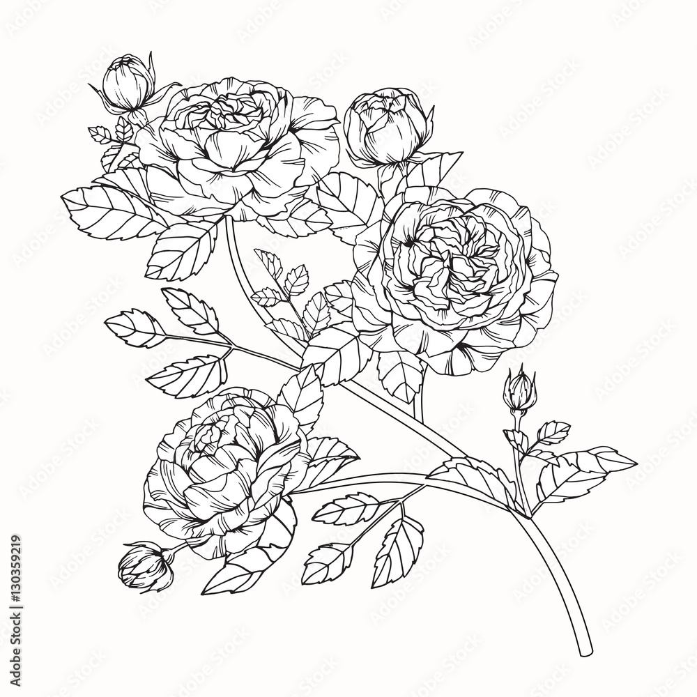Bouquet set of rose flower by hand drawing on white backgrounds. Vector illustration