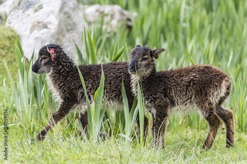 An ancient form of sheep called the Soay roaming the stone remains of the evacuated village on Hirta, St. Kilda Archipelago, Scotland