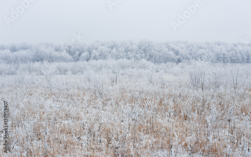 Wallpaper Mural forest in snow Torontodigital.ca