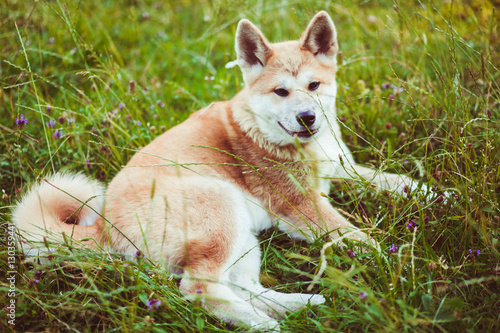 nice and cute dog standing alone on a green grass © pyrozenko13