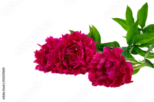 red peony on white background isolated