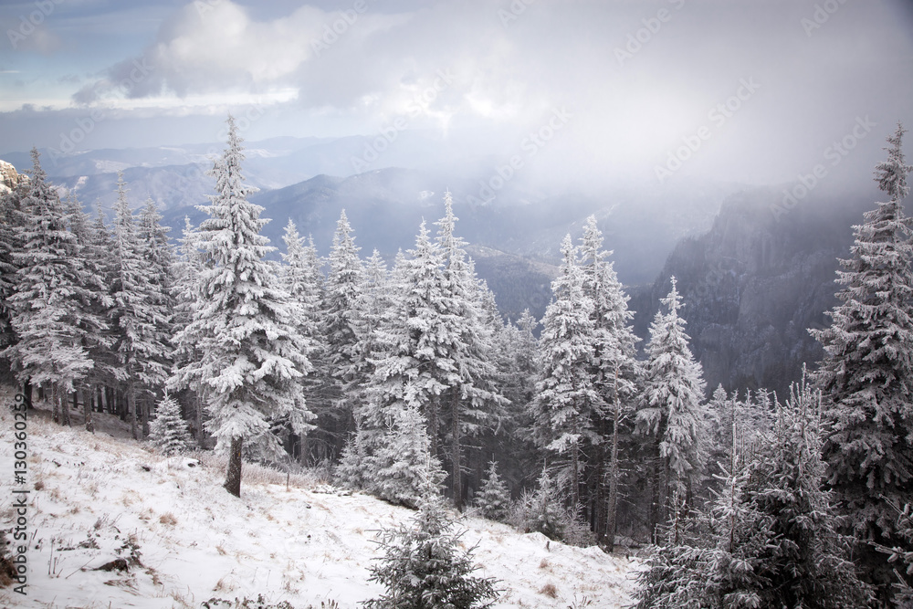 Obraz premium Christmas background with snowy fir trees in the mountains
