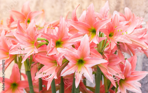 Fototapeta Naklejka Na Ścianę i Meble -  Amaryllis flower