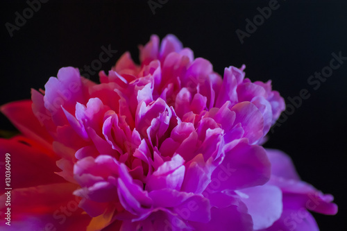 Peony Flower Close Up © andu