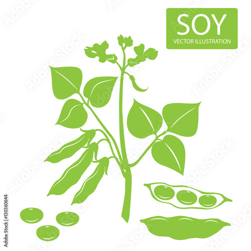Soybeans Silhouette. Vector Illustrations Set On A White Background. Soybeans For Sale. Soybeans Estrogen. Soybeans Plant. Complete Protein.