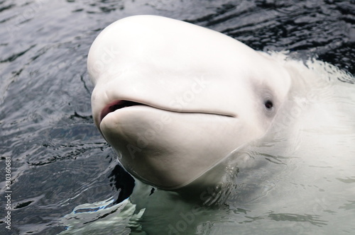 Beluga whale, Churchill, Manitoba, Canada