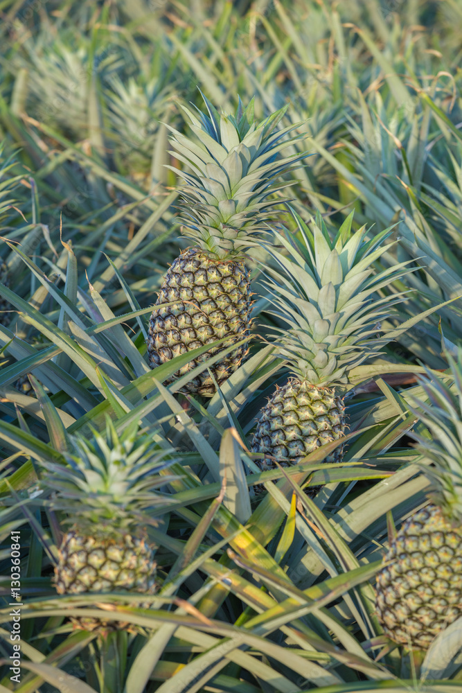 Pineapple plant, tropical fruit growing in a farm Pineapple plant, tropical fruit growing in a farm