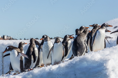 Adult gentoo penguin (Pygoscelis papua) on ice in Mickelson Harbor, Antarctica, Southern Ocean photo