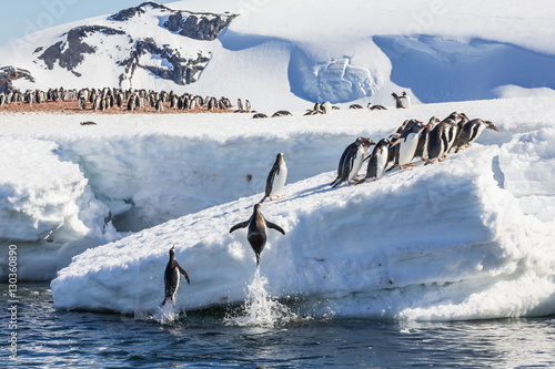 Adult gentoo penguins (Pygoscelis papua) leaping onto ice in Mickelson Harbor, Antarctica, Southern Ocean photo