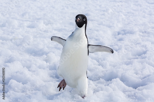 Adelie penguin (Pygoscelis adeliae), Torgersen Island, Antarctic Peninsula, Antarctica photo