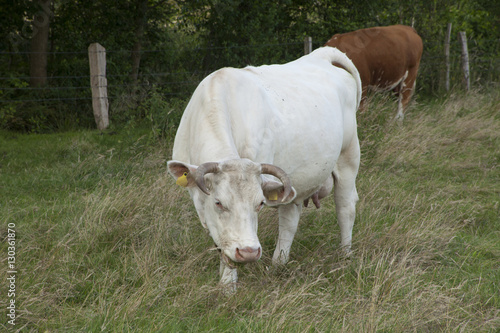 Fototapeta Naklejka Na Ścianę i Meble -  big cow on a field on a sunny day