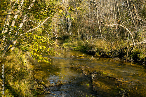 Forest river in autumn sunny evening