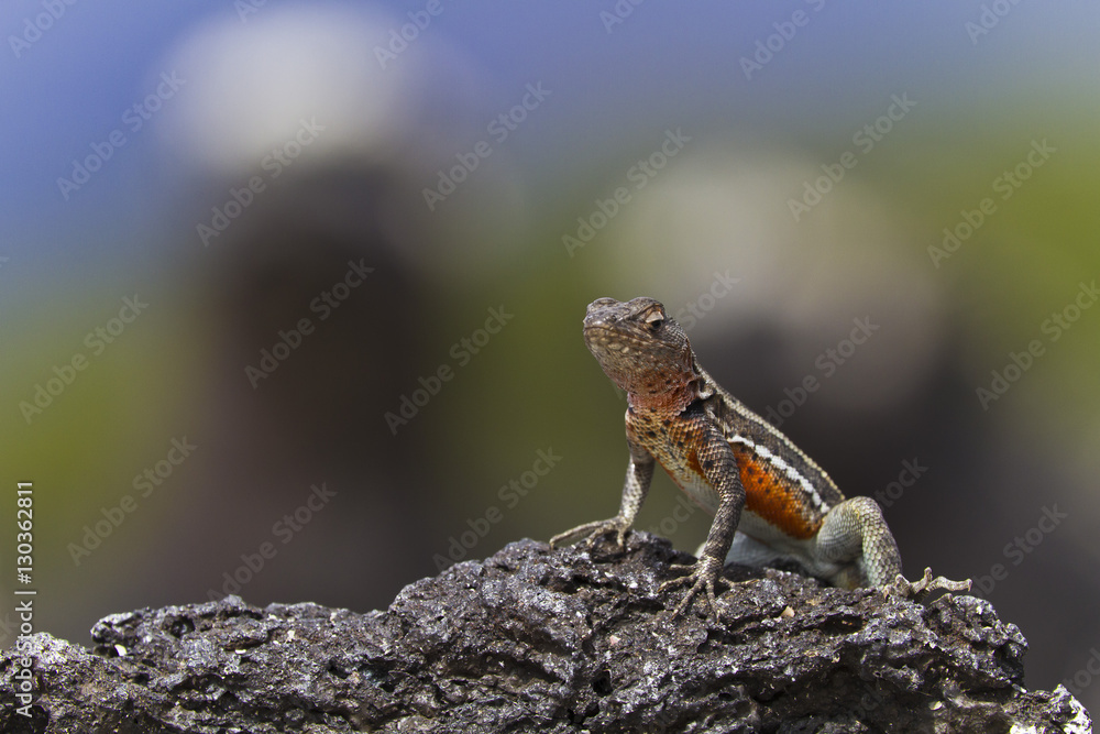 Lava lizard (Microlophus spp), Las Bachas, Santa Cruz Island, Galapagos Islands, Ecuador Lava lizard (Microlophus spp), Las Bachas, Santa Cruz Island, Galapagos Islands, Ecuador