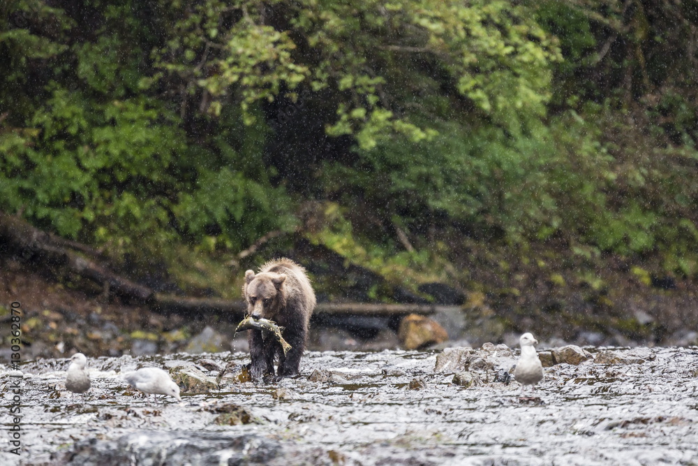 Young brown bear (Ursus arctos) fishing for pink salmon at low tide in Pavlof Harbour, Chichagof Island, Southeast Alaska Young brown bear (Ursus arctos) fishing for pink salmon at low tide in Pavlof Harbour, Chichagof Island, Southeast Alaska