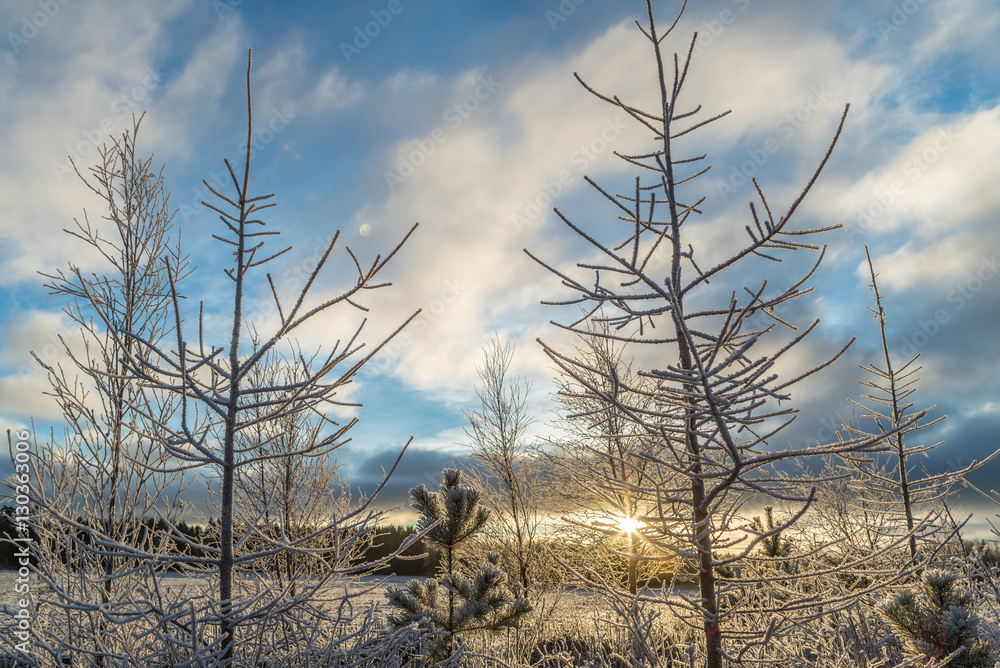 Sunrise in winter landscape with little spruce trees. Sunrise in winter landscape with little spruce trees.