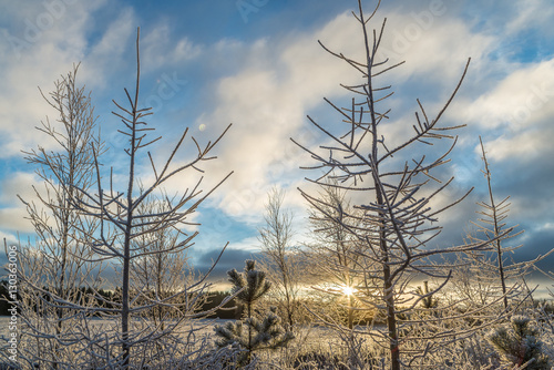 Sunrise in winter landscape with little spruce trees.