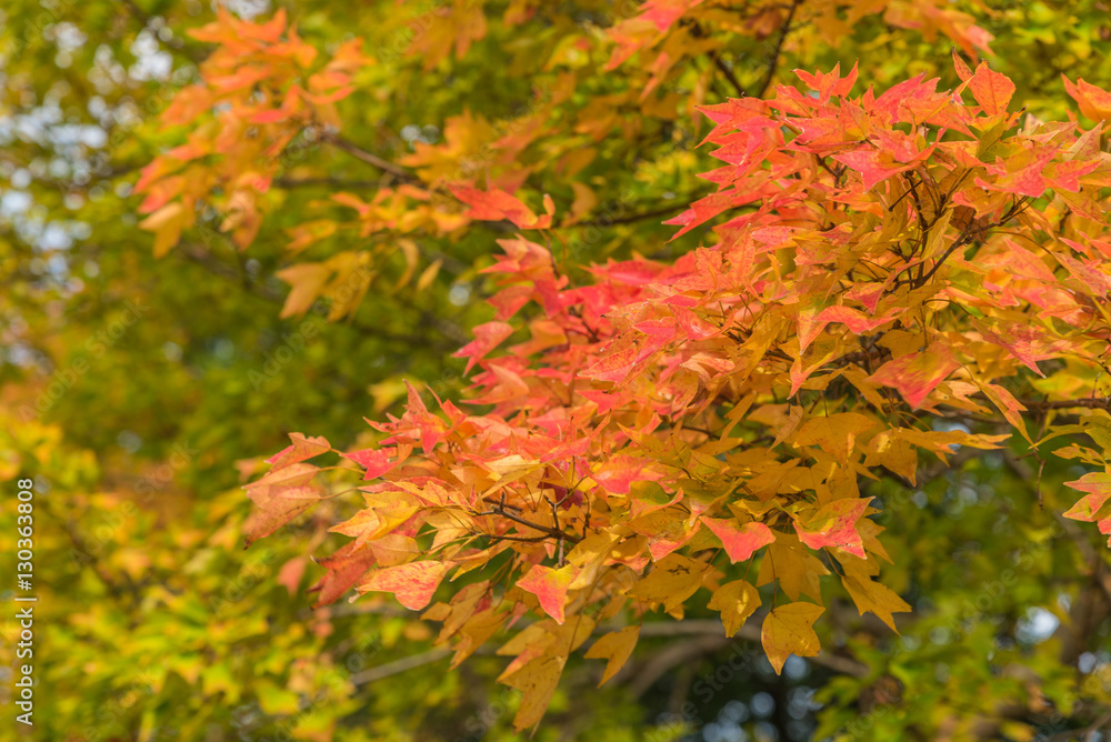 Autumn in Showa memorial park,Tachikawa,Japan Autumn in Showa memorial park,Tachikawa,Japan