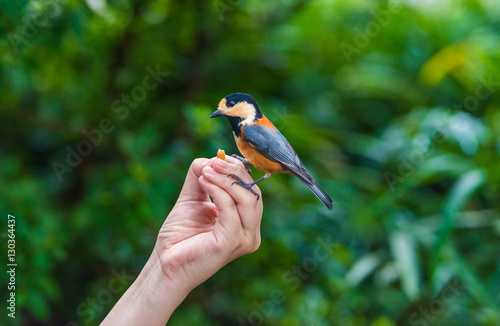 Bird sits on human hand. People feed the tit.