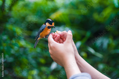 Bird sits on human hand. People feed the tit.