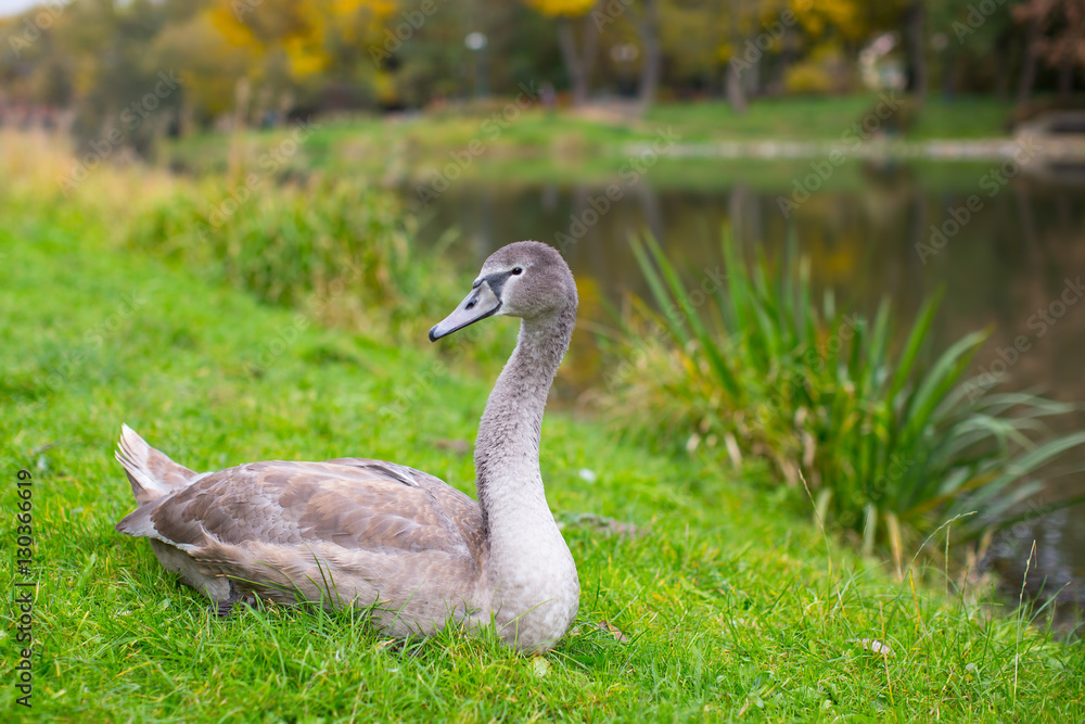 Grey Swan lying on the grass near the lake. Grey Swan lying on the grass near the lake.