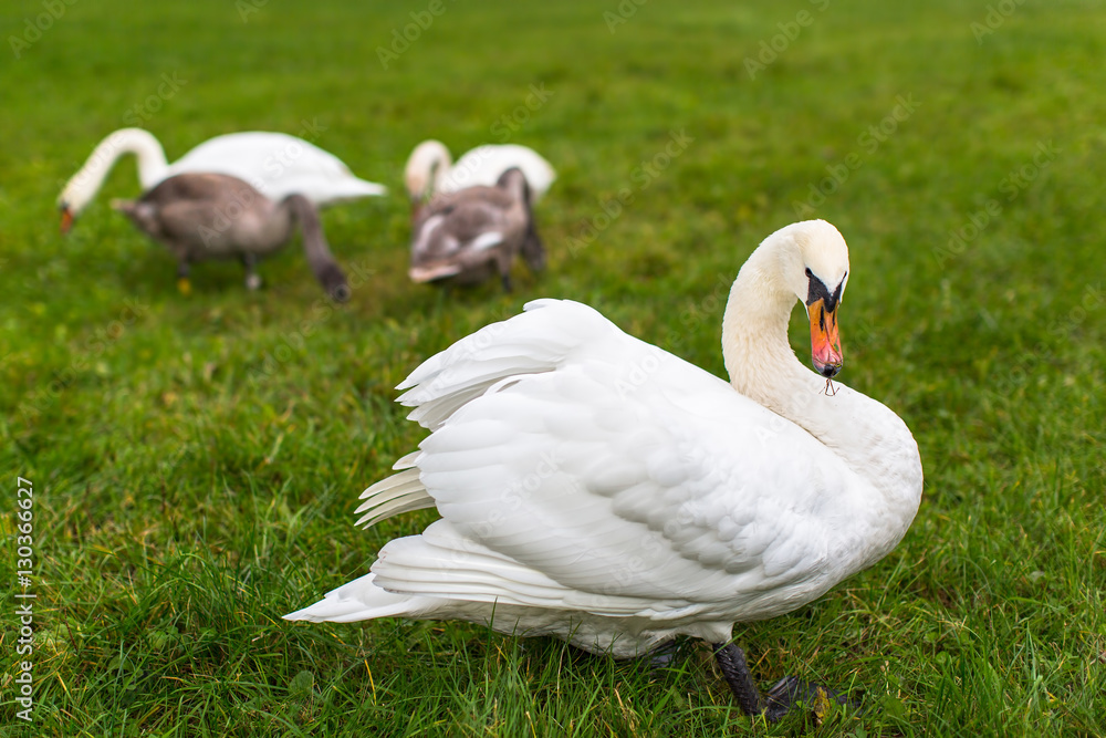 Family of swans on the green grass. Family of swans on the green grass.
