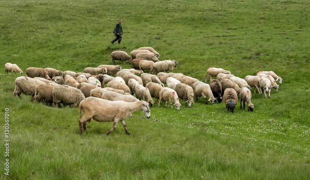 Milking sheep in Brezovica on the mountain household Milking sheep in Brezovica on the mountain household
