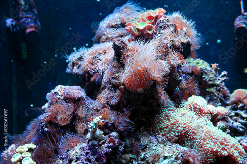 Aquarium corals reef (ID: 130367697)