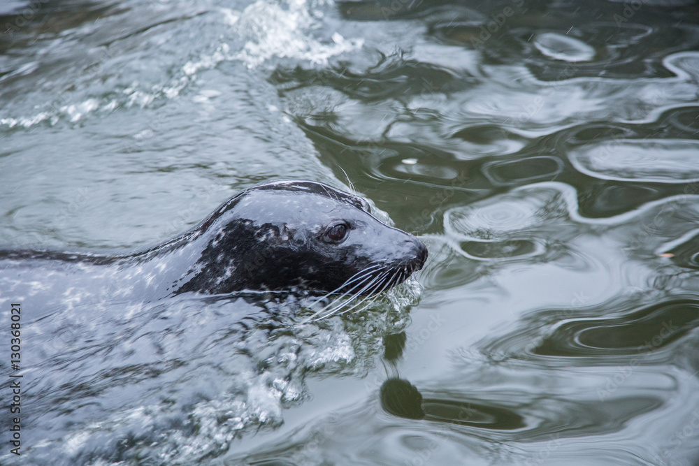 Obraz premium A beautiful portrait of seals in water in a winter