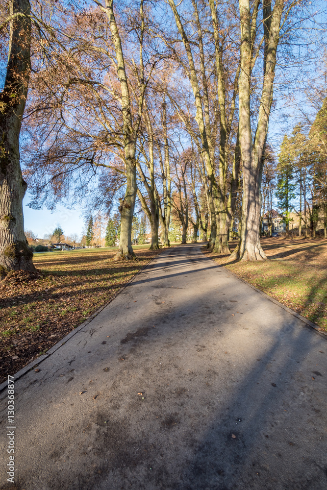 Obraz premium Allee im Winter