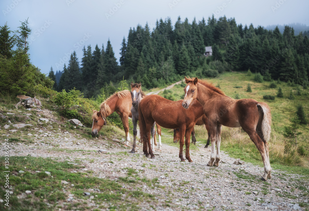Group of horses at mountains