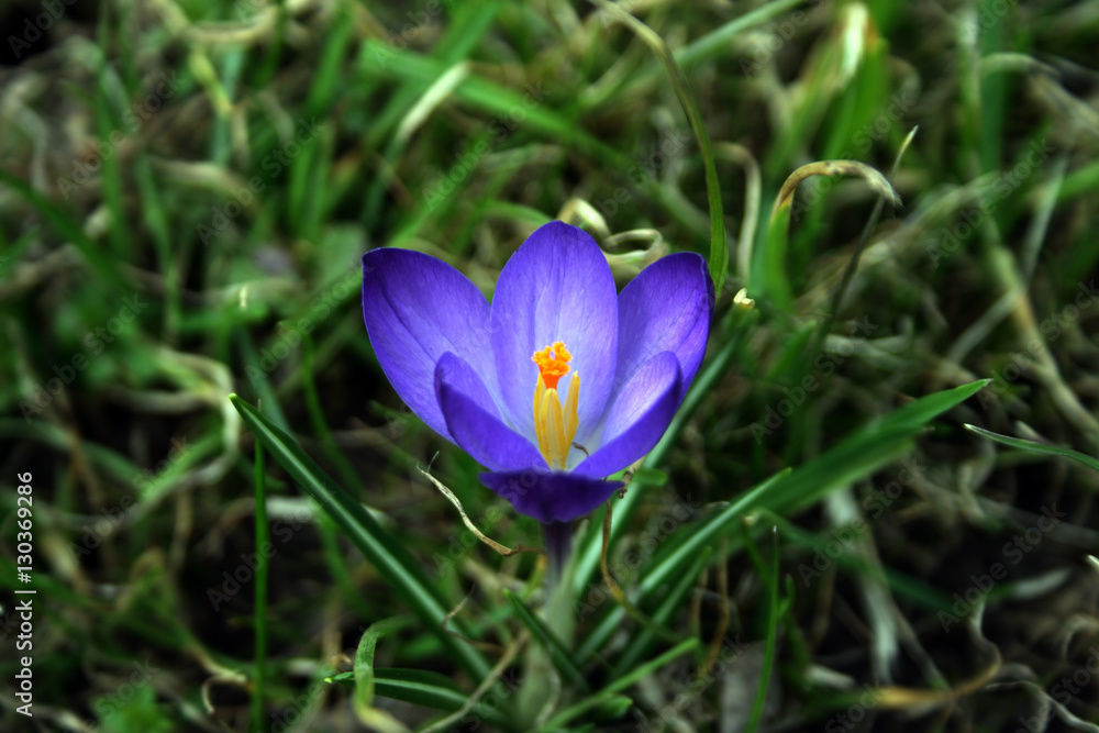 Fototapeta premium crocus