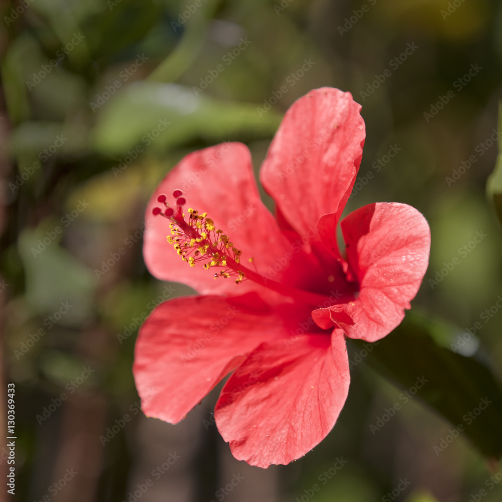Red Hibiscus flower, Andalucia, Spain.