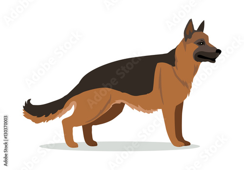German Shepherd or Alsatian Wolf Dog Isolated.