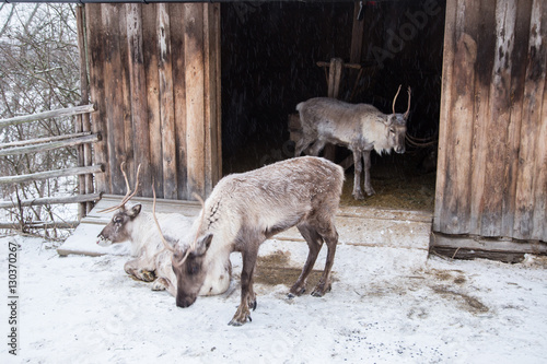 Beautiful reindeer in a stable in winter photo