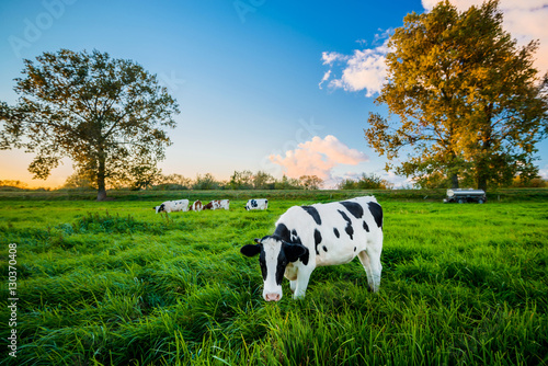 Krowy na pastwisku photo
