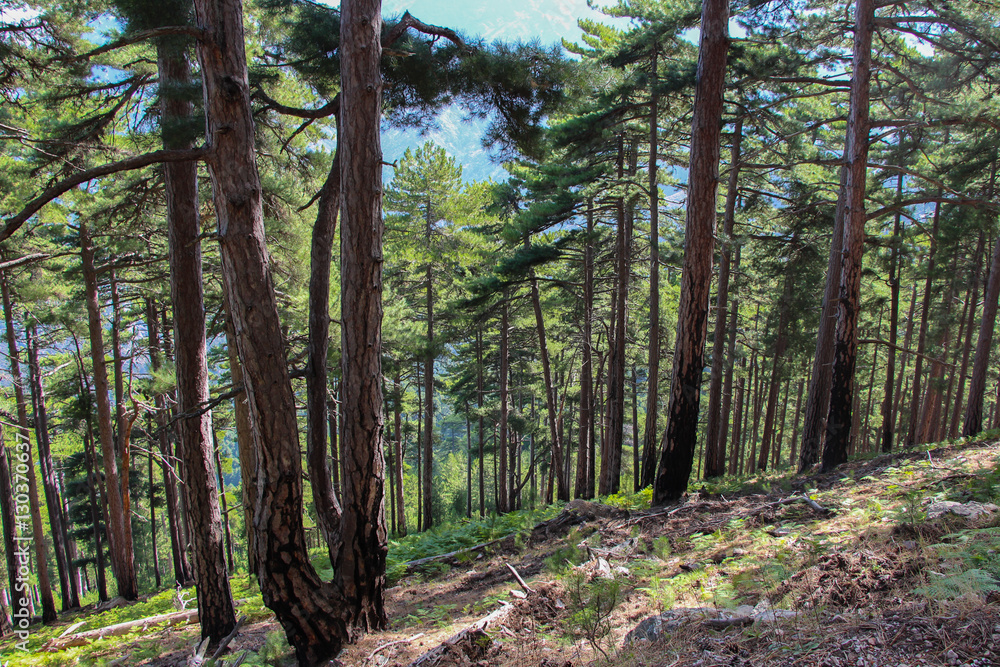 Naklejka premium Bright green forest.
