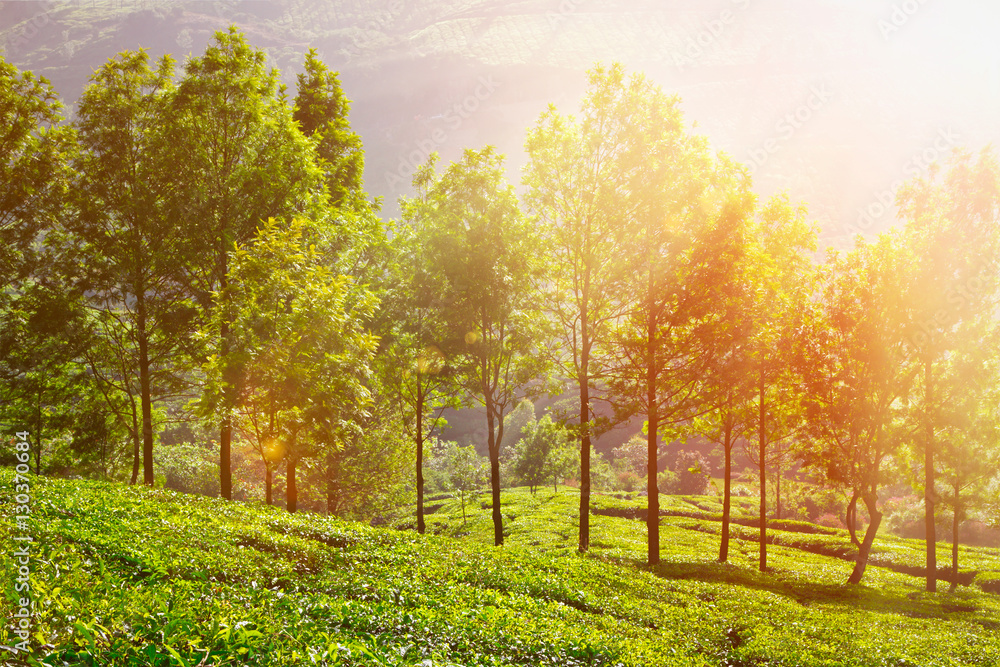 Tea plantations in morning