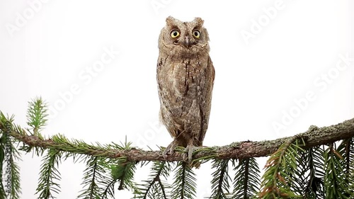 European owl on a branch a fir-tree on the white screen  photo