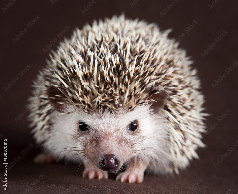 Obraz premium hedgehog