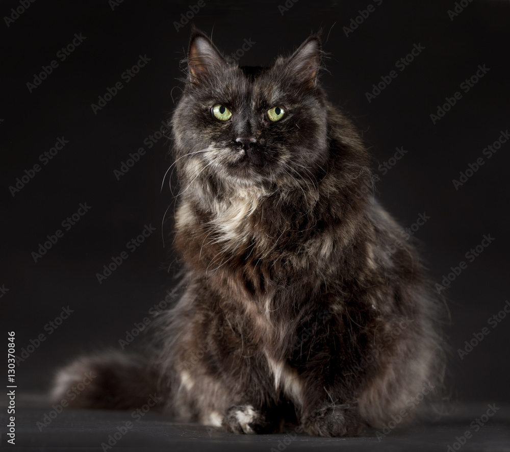persian black cat