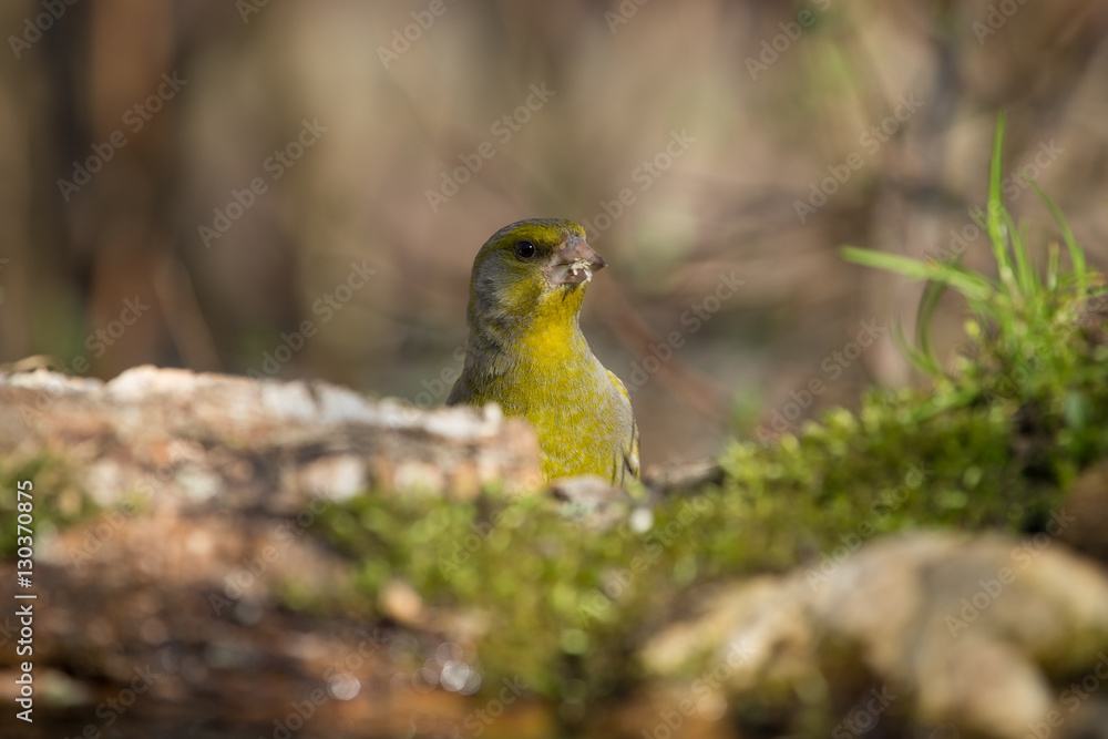 Greenfinch (Carduelis chloris) on the shore of the forest pond f