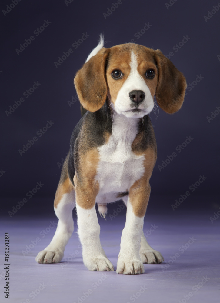 Baby beagle portrait