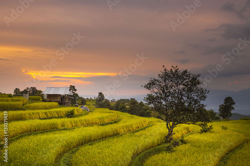 Green Terraced Rice Field Sunset in Chiangmai, Thailand

