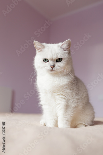 British silver colored cat sitting on a bed in bright room