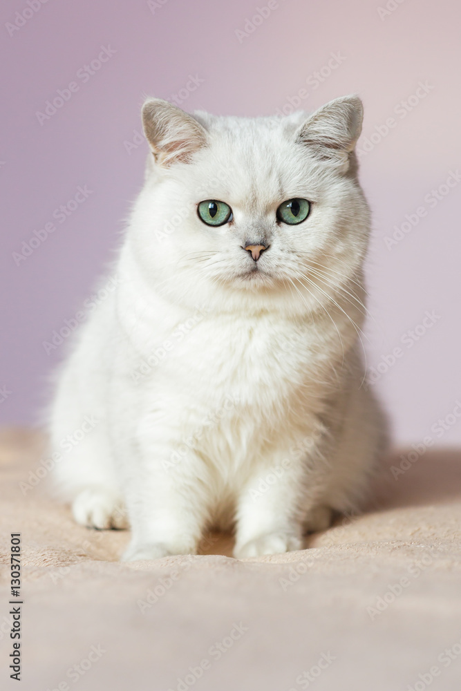British silver colored cat sitting on a bed in bright room, closely and sad looking at the camera British silver colored cat sitting on a bed in bright room, closely and sad looking at the camera