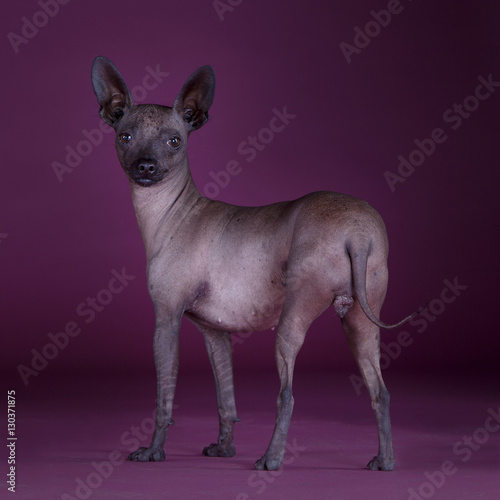 Mexican hairless