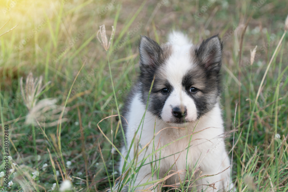 Fototapeta premium Seven week old Thai puppy dog playing on the garden