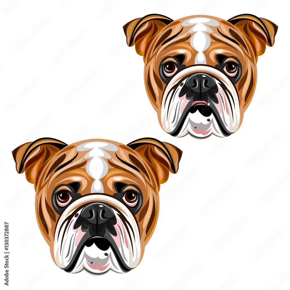 Bulldog Bulldog