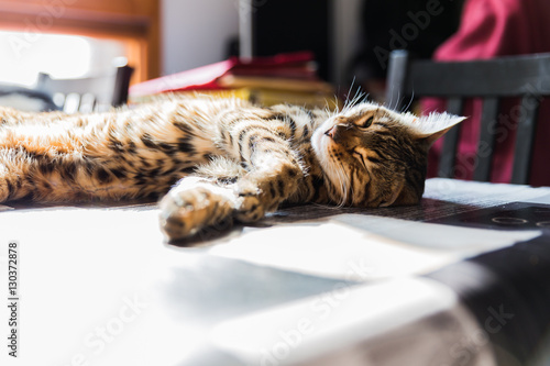 Bengal - Heyra