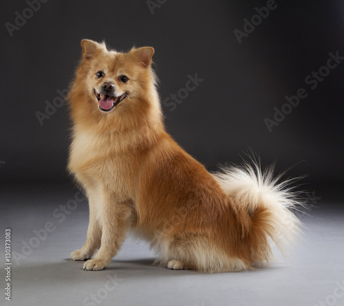 Bild auf Leinwand German medium spitz